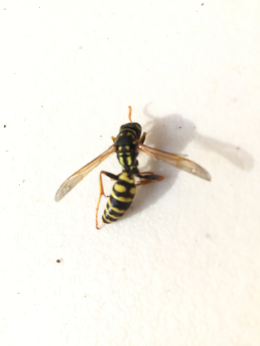 iNaturalist observation photo of European Paper Wasp
