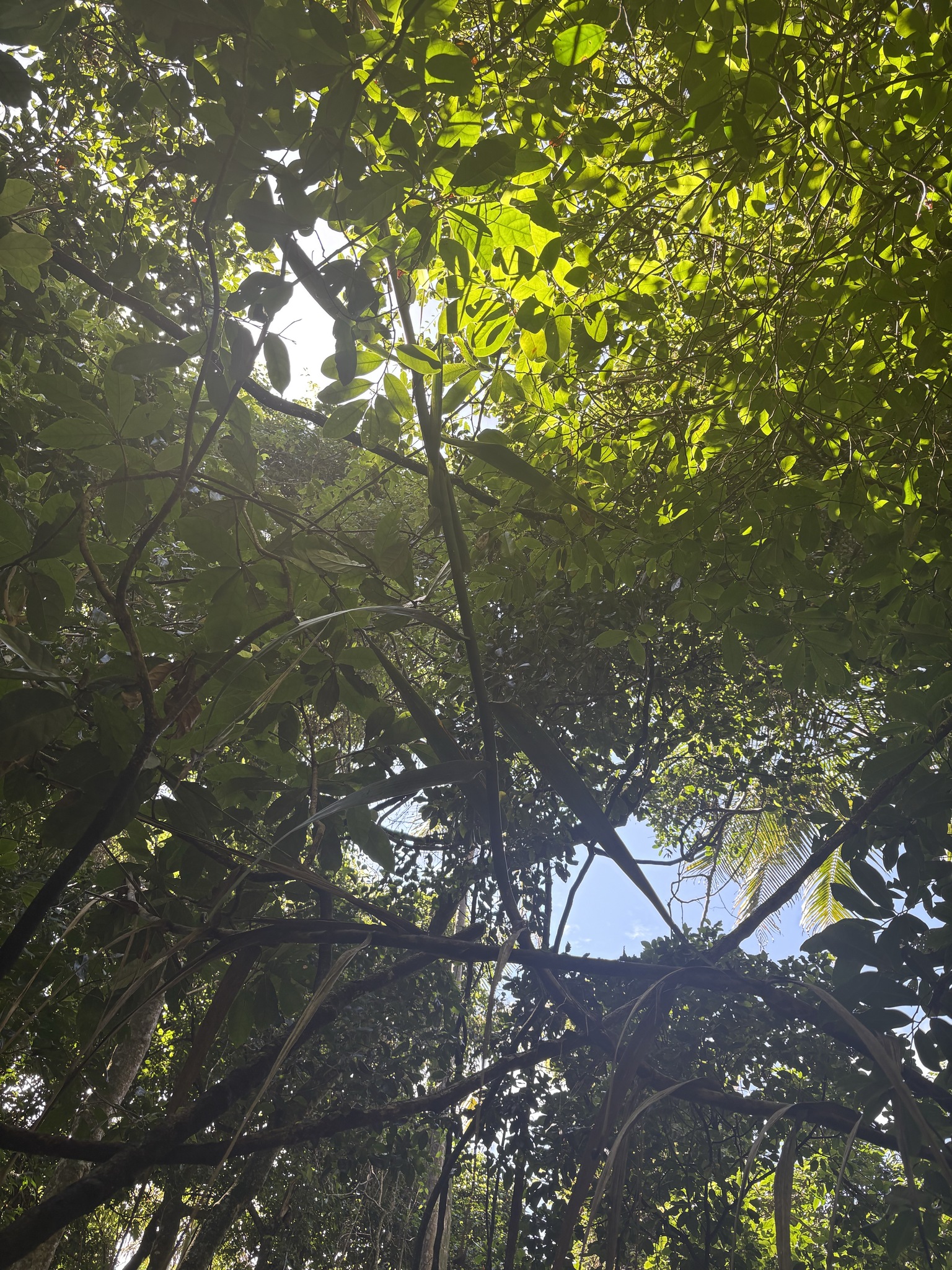Imagem de Samambaia-do-brejo