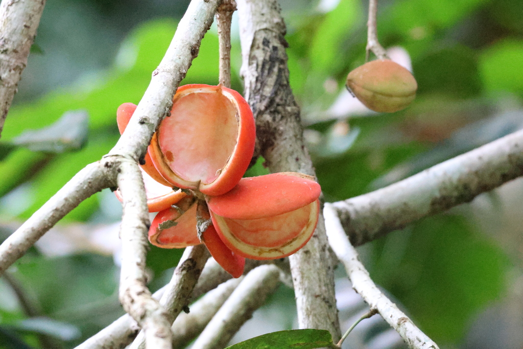 Trôm hoa nhỏ – Sterculia parviflora