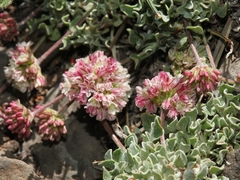 Eriogonum ovalifolium rubidum