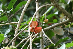 Sterculia parviflora, photograph (c) Huey, some rights reserved (CC BY)