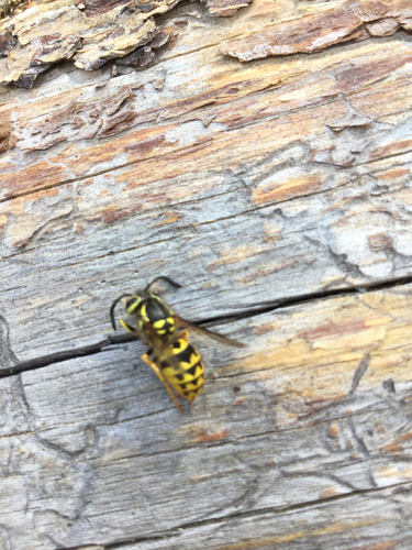 iNaturalist observation photo of Western Yellowjacket