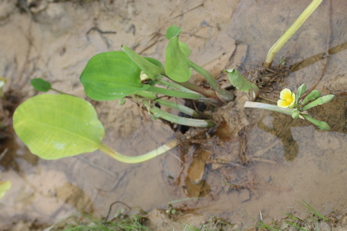 Foto de Aguapé-banana