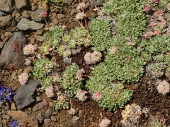 Eriogonum ovalifolium rubidum