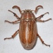 Hammond's Lined June Beetle - Photo (c) Leah Nelson, some rights reserved (CC BY-NC), uploaded by Leah Nelson