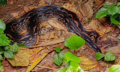 Madagascar Ground Boa