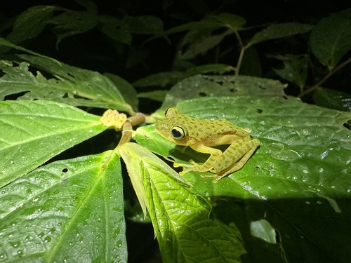 Rhacophorus monticola