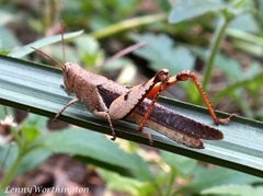 Diabolocatantops pinguis