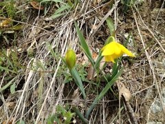 Calochortus amabilis