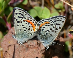 Euphilotes battoides