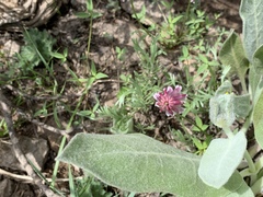 Trifolium productum