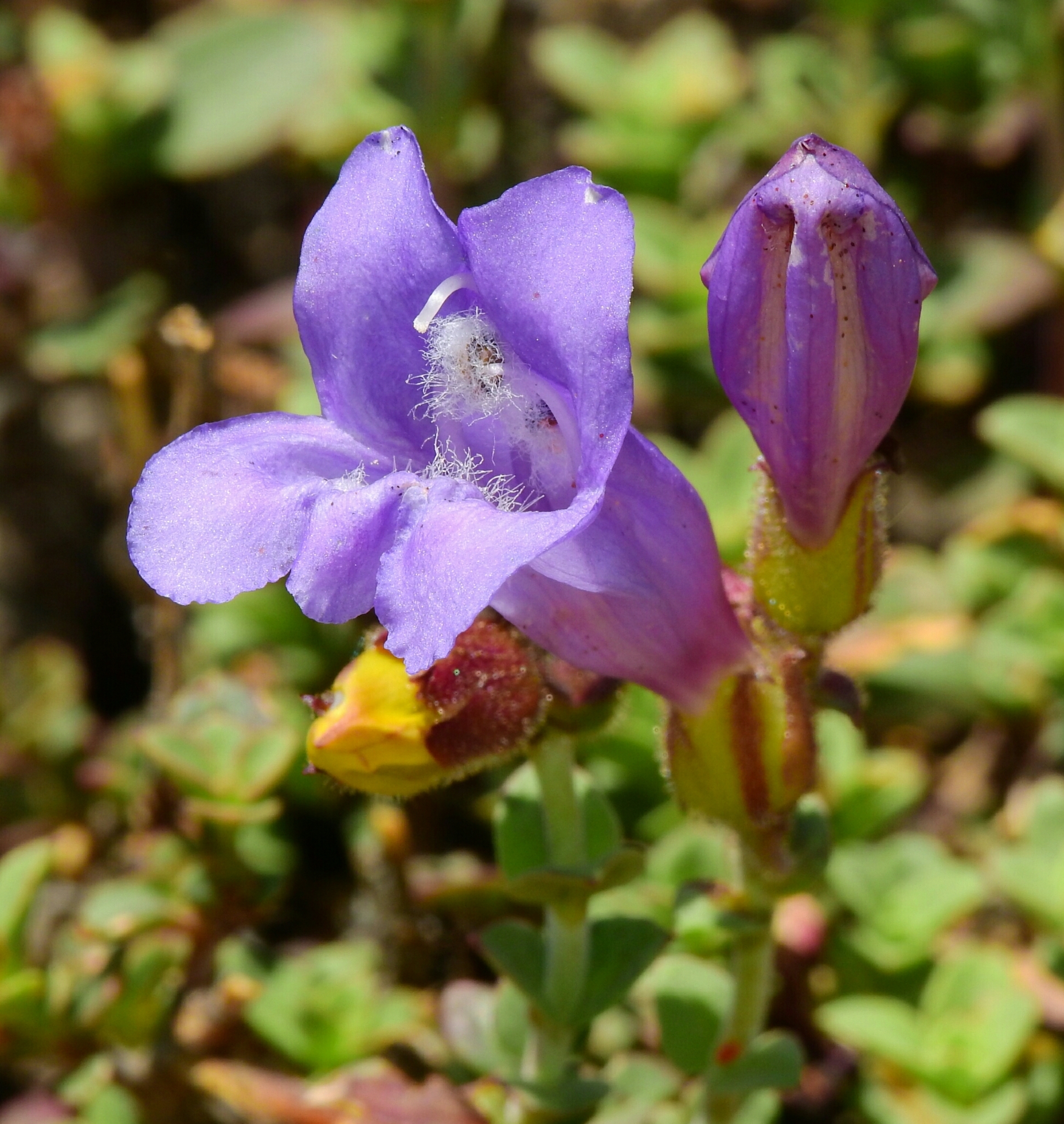 Penstemon davidsonii var. praeteritus