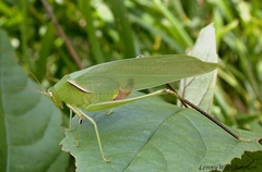 Holochlora nigrotympana