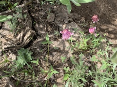 Trifolium productum