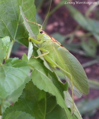 Hexacentrus unicolor