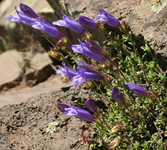 Penstemon davidsonii praeteritus
