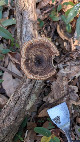 Microporus longisporus