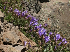 Penstemon davidsonii praeteritus