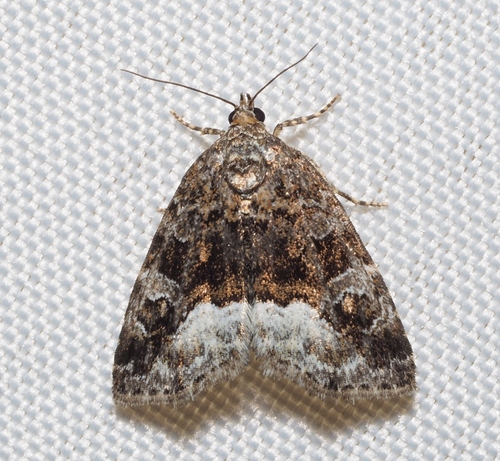 Juodbaltis Pelėdgalviukas nuotrauka