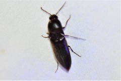 Diplostethus carolinensis