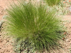 Festuca brachyphylla breviculmis