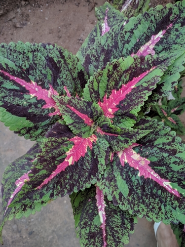 Plectranthus scutellarioides iNat (2)