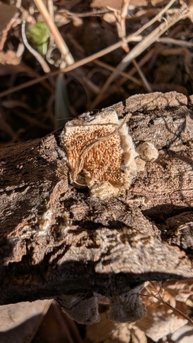 Steccherinum ochraceum