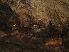 Steatornis caripensis