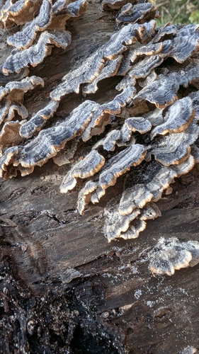 Trametes versicolor