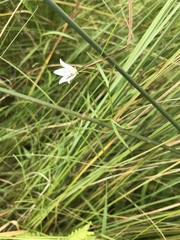 Campanula aparinoides