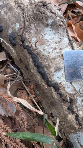 Annulohypoxylon truncatum