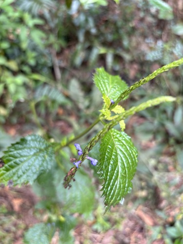 Foto de Gervão-roxo