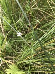 Campanula aparinoides