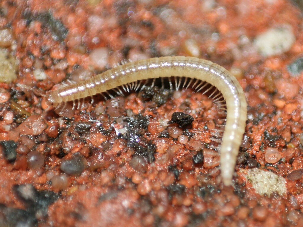 Melogona scutellaris