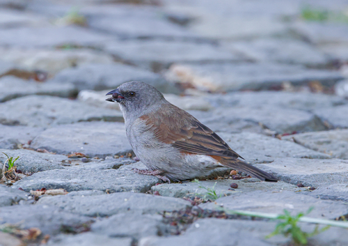 Swainson's Sparrow (Passer swainsonii), photo 8