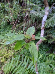 Actinidia rufa