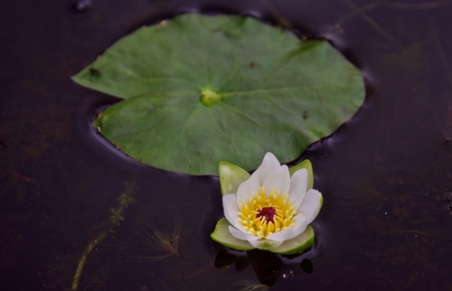 Pygmy waterlily (Nymphaea tetragona)