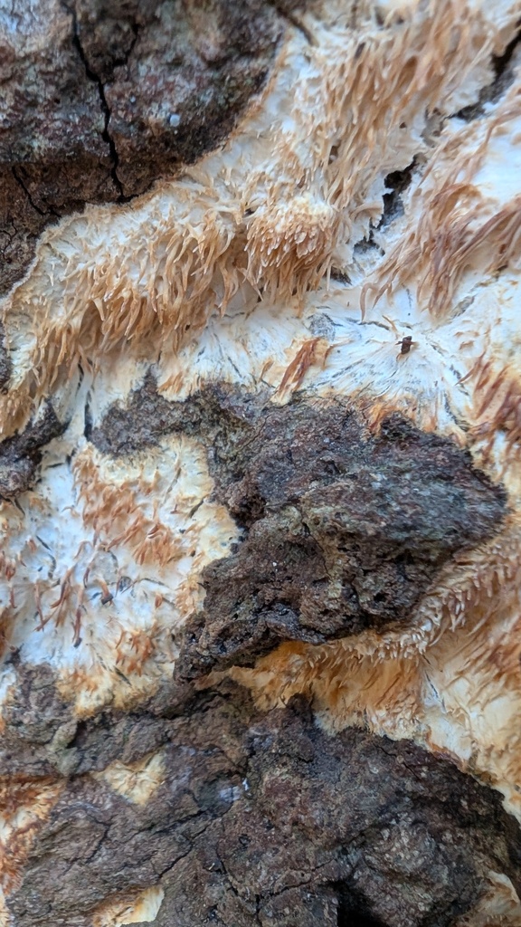 Radulomyces copelandii · January 2025 · photo: © atsushi_nakajima_cirque (iNaturalist, cc-by)