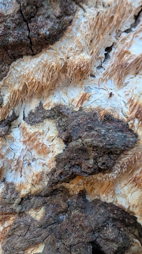 Radulomyces copelandii