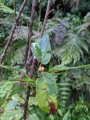 Actinidia rufa