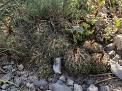 Coryphantha nickelsiae