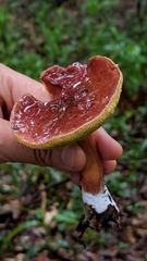 Aureoboletus flaviporus