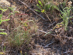 Festuca ammobia