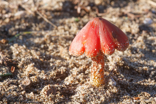 Dune Waxcap