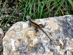 Sceloporus smithi