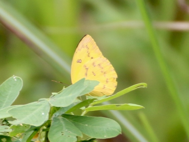 Orange Emigrant (Catopsilia scylla)