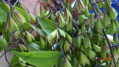 Astronium graveolens