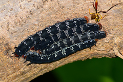 Arsenura polyodonta