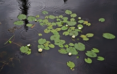Nymphaea tetragona
