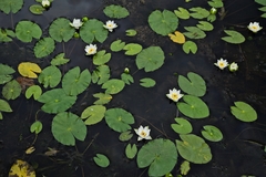 Nymphaea tetragona